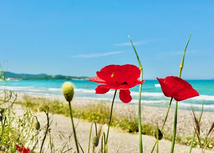 Villa Beachfront Calypso With Private Pool By Dadovillas